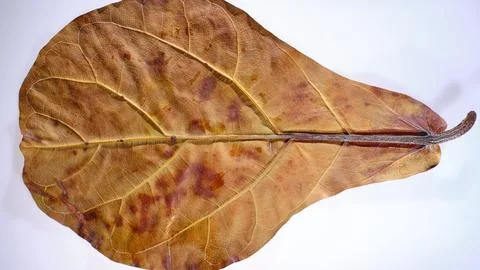 Simple Studio Shot Emphasizing Delicate Leaf Structure And Shadows 写真素材