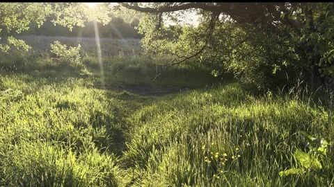 A simple swing hanging from a tree branch in a backlit sunny grass meadow. Stock Footage 312751033