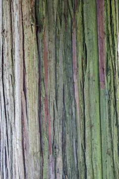 Simple texture of an old tree bark. Stock-Fotos