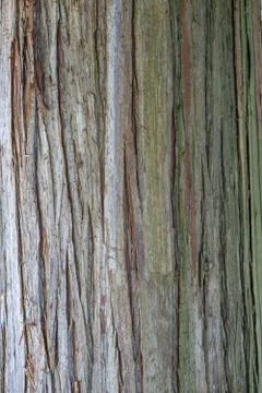 Simple texture of an old tree bark. Stock Photos