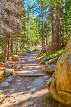 Simple trail path through pine trees with steps and stone guides Stock Photos