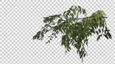 Simple tree branch with allot of leaves keyed with alpha Stock Footage