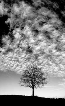 Simple tree in field black and white Stock Photos