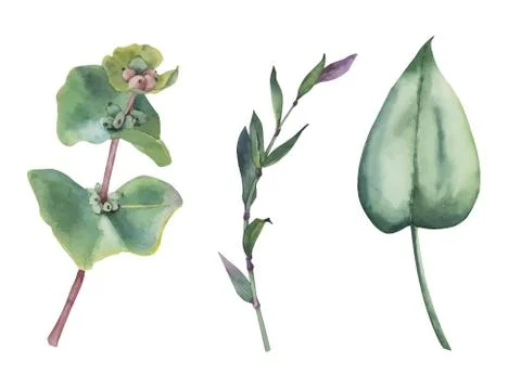 Simple vector hand drawn watercolor set. Illustration of green leaves. Stock Illustration