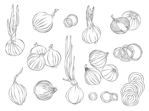 Simple vector illustration of Onion outline Stock Illustration