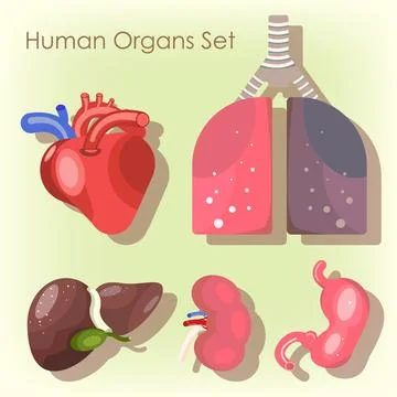 Simple vector Internal Organs set, Heart liver stomach kidney and lungs Stock Illustration