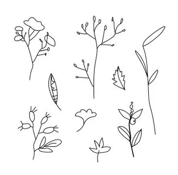 Simple vector leaves, branches and berries.Botanical autumn illustration Stock Illustration