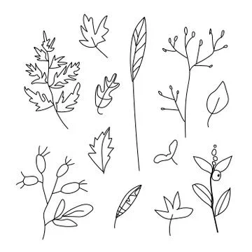 Simple vector leaves, branches and berries.Botanical autumn illustration Stock Illustration