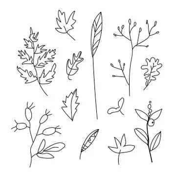 Simple vector leaves, branches and berries.Botanical autumn illustration Stock Illustration