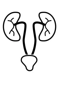 Simple Vector Sign Ureter, isolated on white Stock Illustration
