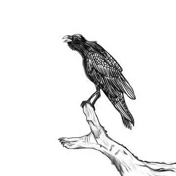 Simple vector sketch of a black crow on a branch Stock Illustration