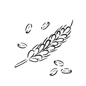 Simple vector sketch ear of wheat isolated on white background. Stock Illustration