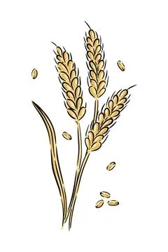 Simple vector sketch ear of wheat and grains isolated on white background. Stock Illustration