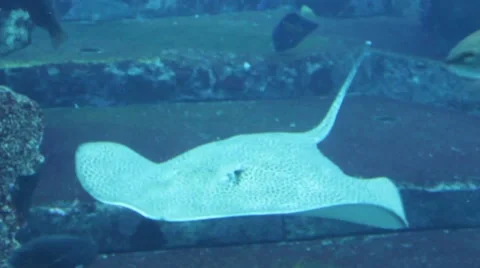 A simple view of a streak fish Stock Footage 52349596