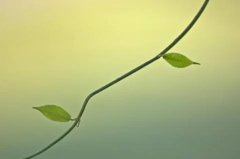 Simple vine Stock Photos