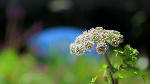 A simple white flower in countryside Stock Footage 62676686