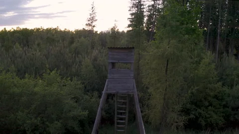 A simple wooden forester outpost between a dense young coniferous forest Stock Footage 140342780