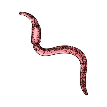 Simple worm sketch hand drawn vector Stock Illustration