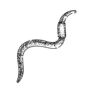 Simple worm sketch hand drawn vector Stock Illustration