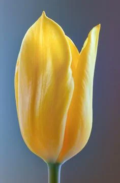 Simple Yellow Tulip Stock Photos