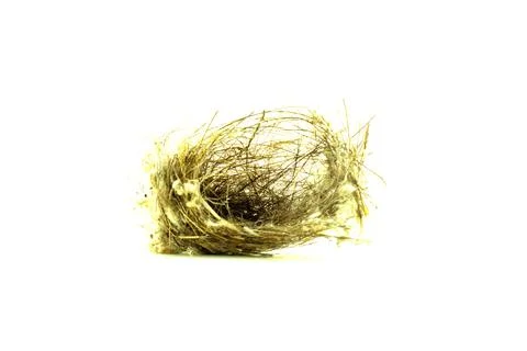 The simplest nest construction is the scrape Eggs and young in scrape nests Stock Photos