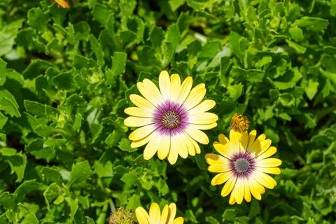 Simplicity of Cape Daisy (Osteospermum) blue eyed beauty against green foli.. Stock Photos