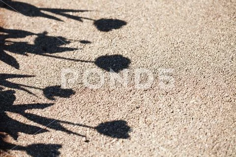Simplicity concept. Shadows from the flowers of tulips on the gravel surface Stock Photos