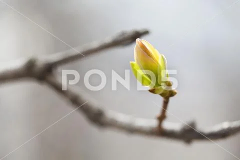 Simplicity conceptual photo. Beautiful soft tender spring tree branch green leaf Stock Photos