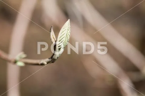 Simplicity conceptual photo. Beautiful soft tender spring tree branch fresh Stock Photos