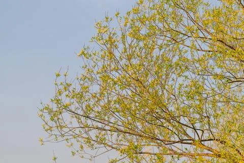 Simplicity in nature. Tranquil scene featuring minimalistic trees on soft s.. Stock Photos