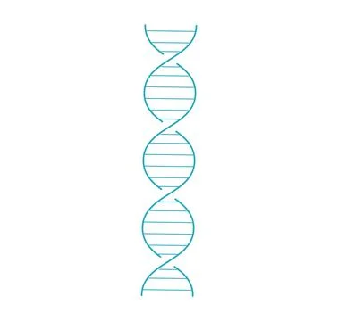 Simplified blue DNA double helix structure on white background. Biological or イラスト素材