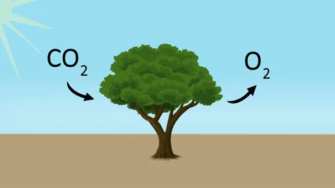 Simplified concept of plant producing oxygen, reducing carbon, 2D animation Stock Footage 170670524
