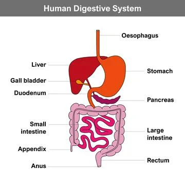 Simplified diagram of the human digestive system Stock-Illustration