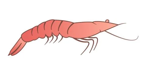 Simplified vector shrimp illustration Stock Illustration