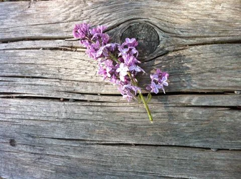 Simply Lilac Foto stock