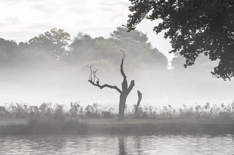 Simply mist Stock Photos