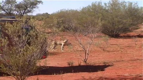 Simpson Desert dingos 스톡 동영상 107166952
