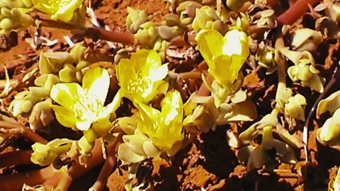 Simpson Desert Flowers Wild Stock Footage 246900525