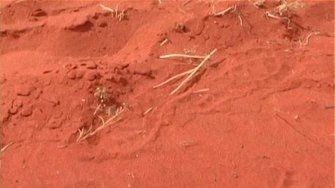 Simpson Desert Scorpion Stock Footage 107166955