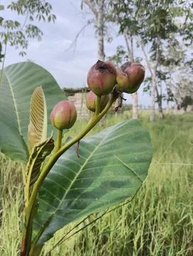 Simpur (Dillenia) Stock Photos