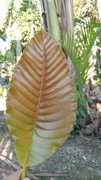 Simpur leaf (Dillenia) Stock Photos