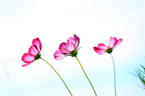 Sims azalea Stock Photos