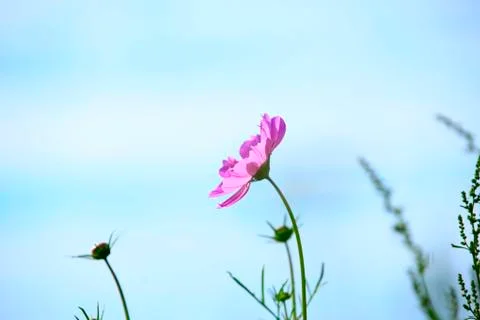 Sims azalea Stock Photos