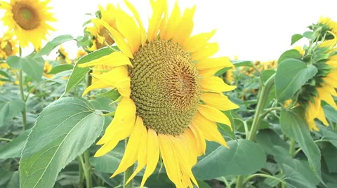 Simulation bee flying in a field of sunflowers Stock Footage 39990403