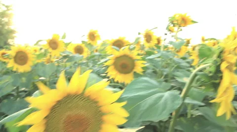 Simulation bee flying in a field of sunflowers Stock Footage 39992496