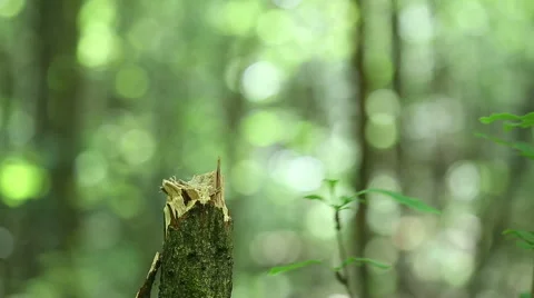 Simulation of falling bullets in the trunk of a tree. Stock Footage 63742064