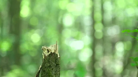 Simulation of falling bullets in the trunk of a tree. Stock Footage 64229585