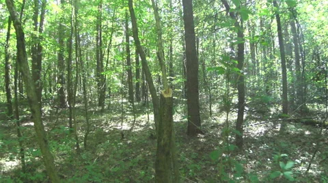 Simulation of falling bullets in the trunk of a tree. Stock Footage 64229627