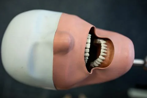 Simulation plastic model of human head with open mouth and row of teeth for Foto stock