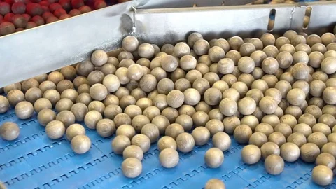 Simulation of the process of hazelnut calibration in a carriage of a factory Stock Footage 73575396